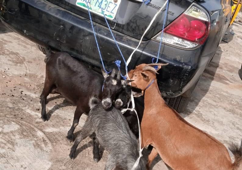  Lagos Task Force recovers stolen goats from abandoned vehicle