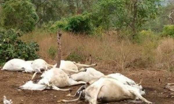  Thunderstorm kills seven cows in Osun