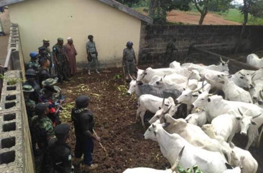  Army Recovers 711 Cows, 592 Sheep From Bandits