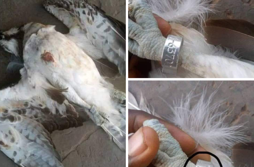  Isoko Man kills a bird that flew in from Finland