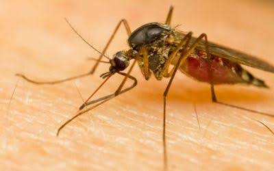  Fear grips Enugu as Yellow Fever outbreak spreads to three LGAs