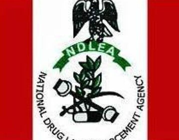  NDLEA seizes N1.4bn worth of cannabis in Edo, arrests 7 suspects