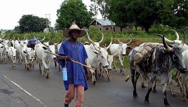  Price of cows will skyrocket if anti-grazing law is passed– Miyetti Allah warns Lagos