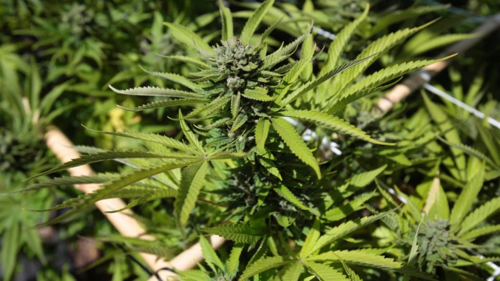 marijuana-1024x576