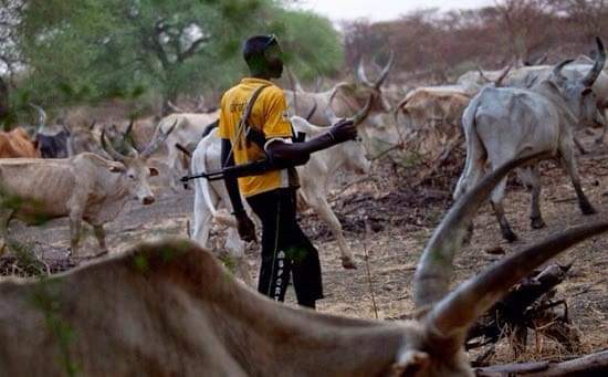  Suspected herdsmen allegedly slaughter farmer on Ogun farm