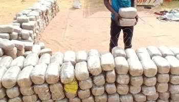  Nine persons arrested with 1,292kg of illicit drug in Ondo forest