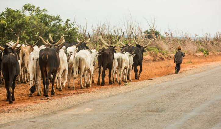  Open grazing “no longer sustainable” in the country- NGF