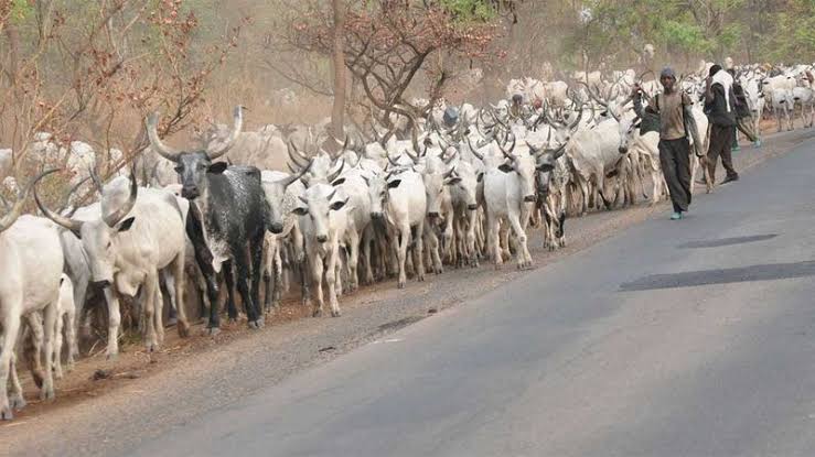  Bayelsa gives herdsmen 14 days to ranch cattle