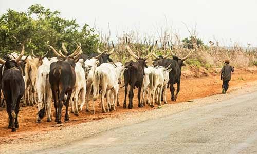 Anti-Open Grazing law: Afenifere warns FG not to frustrate enforcement