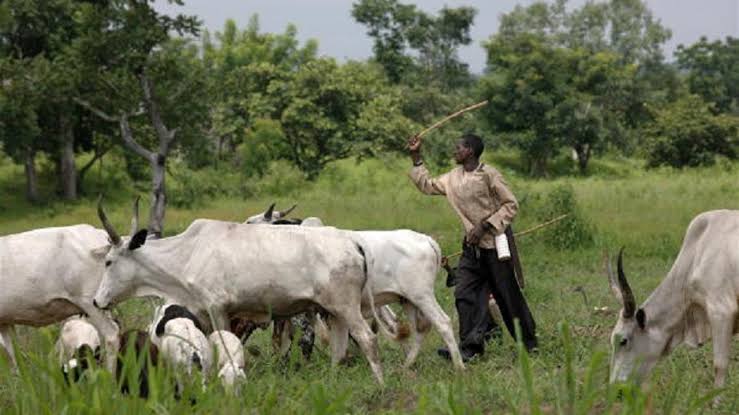  Anti-grazing law: ‘We won’t join issues with Miyetti Allah’, Afenifere asserts