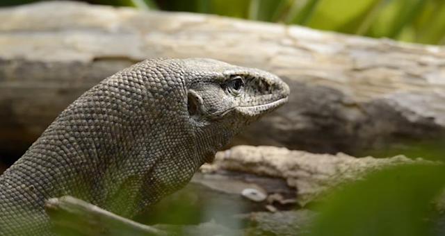  Bizzare! Four men arrested for Gang-Raping a ‘Lizard’ 