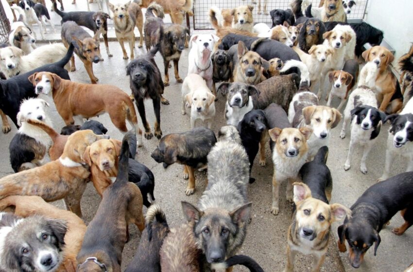  Sleeping with dogs, animals punishable under Nigeria law – Police warns