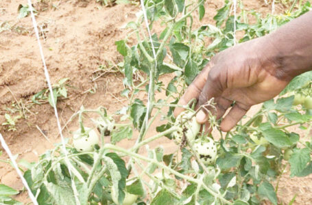 Tomato scarcity looms as pest infests big Kano farms