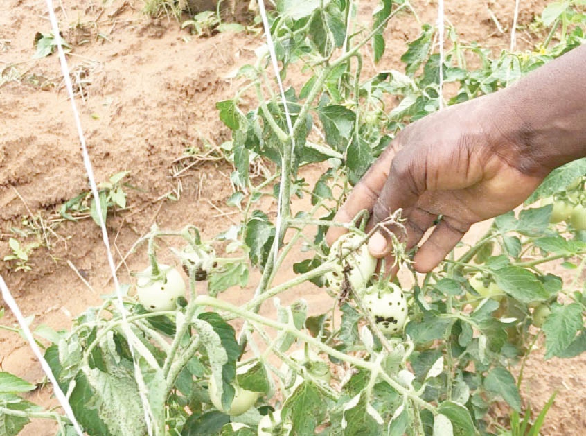 One-of-the-infected-tomato-farms